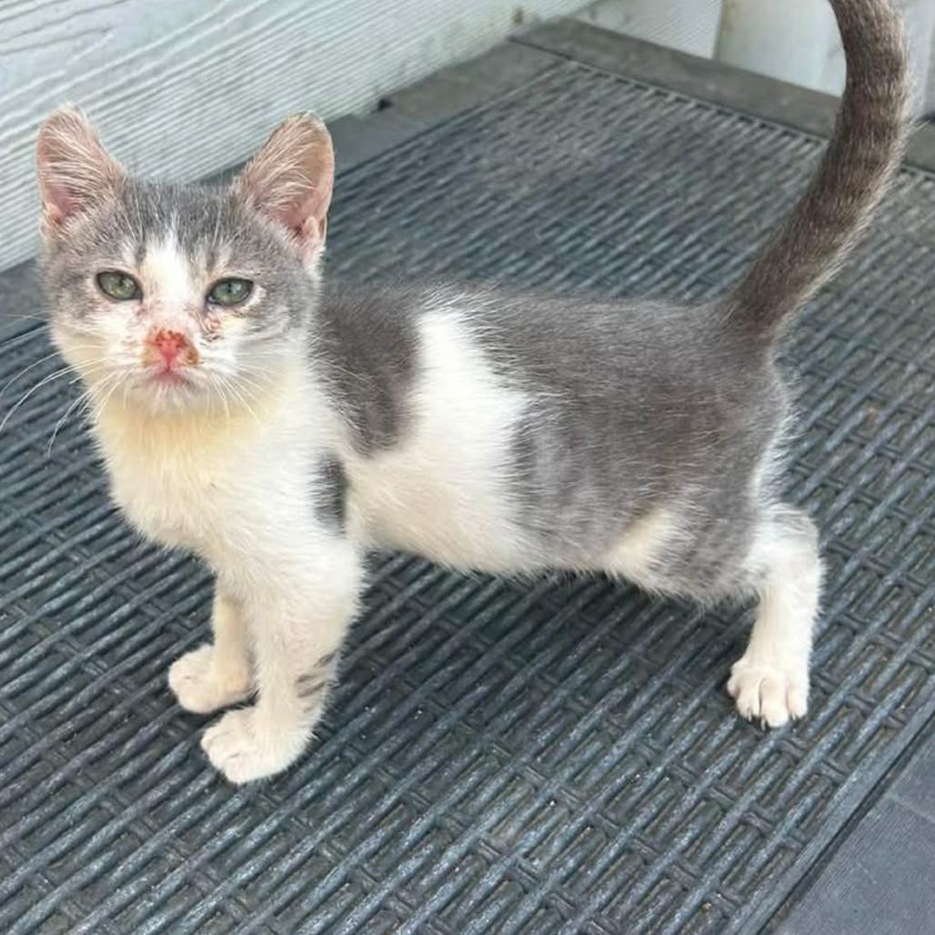 Enlarge Shrew, a Adoptable Domestic Short Hair in Veneta, OR image 2/2