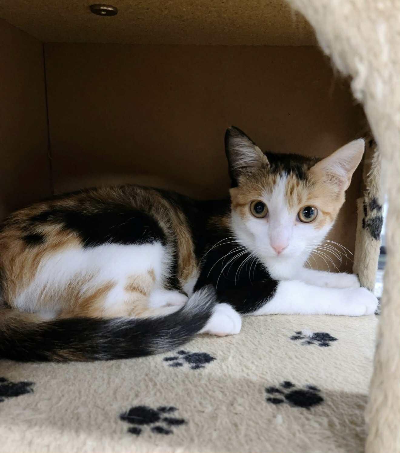 Tortilla, a Adopted Calico in South River, NJ image 4/5