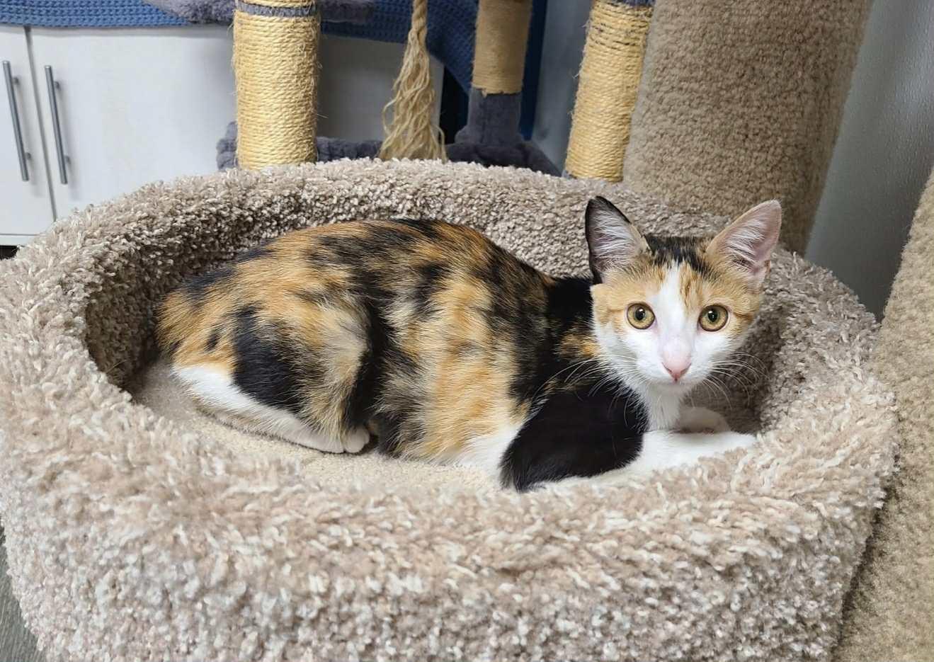 Tortilla, a Adopted Calico in South River, NJ image 3/5