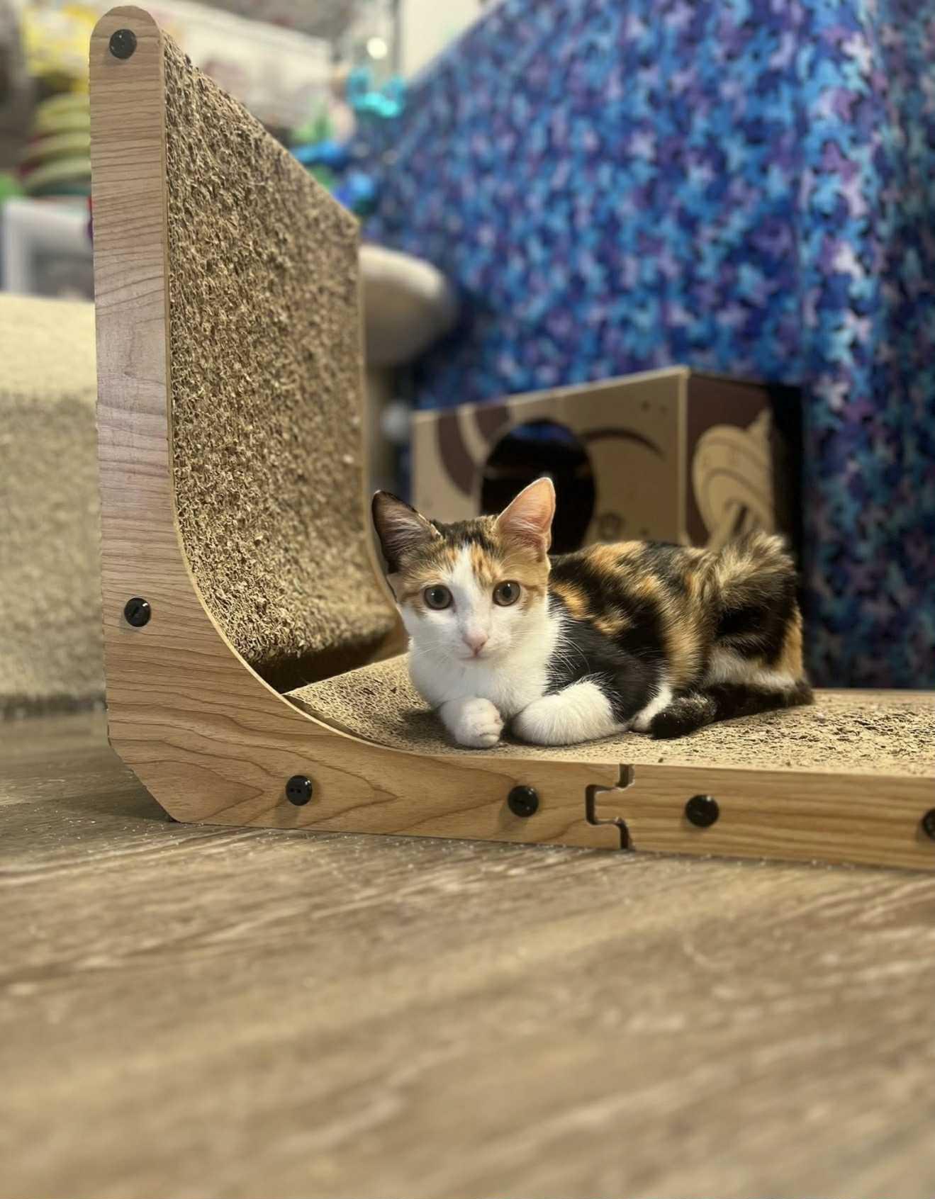 Tortilla, a Adopted Calico in South River, NJ image 2/5