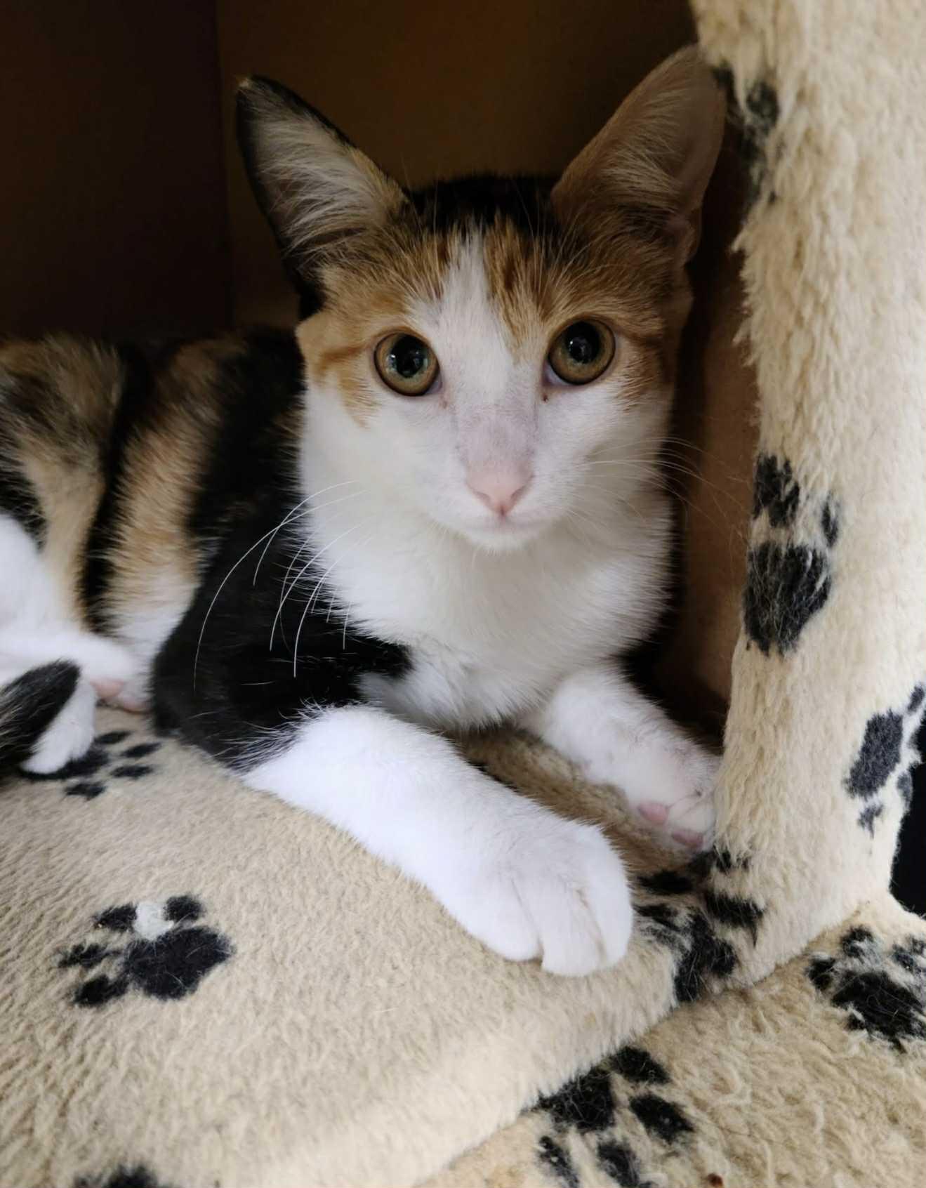 Tortilla, a Adopted Calico in South River, NJ image 1/5