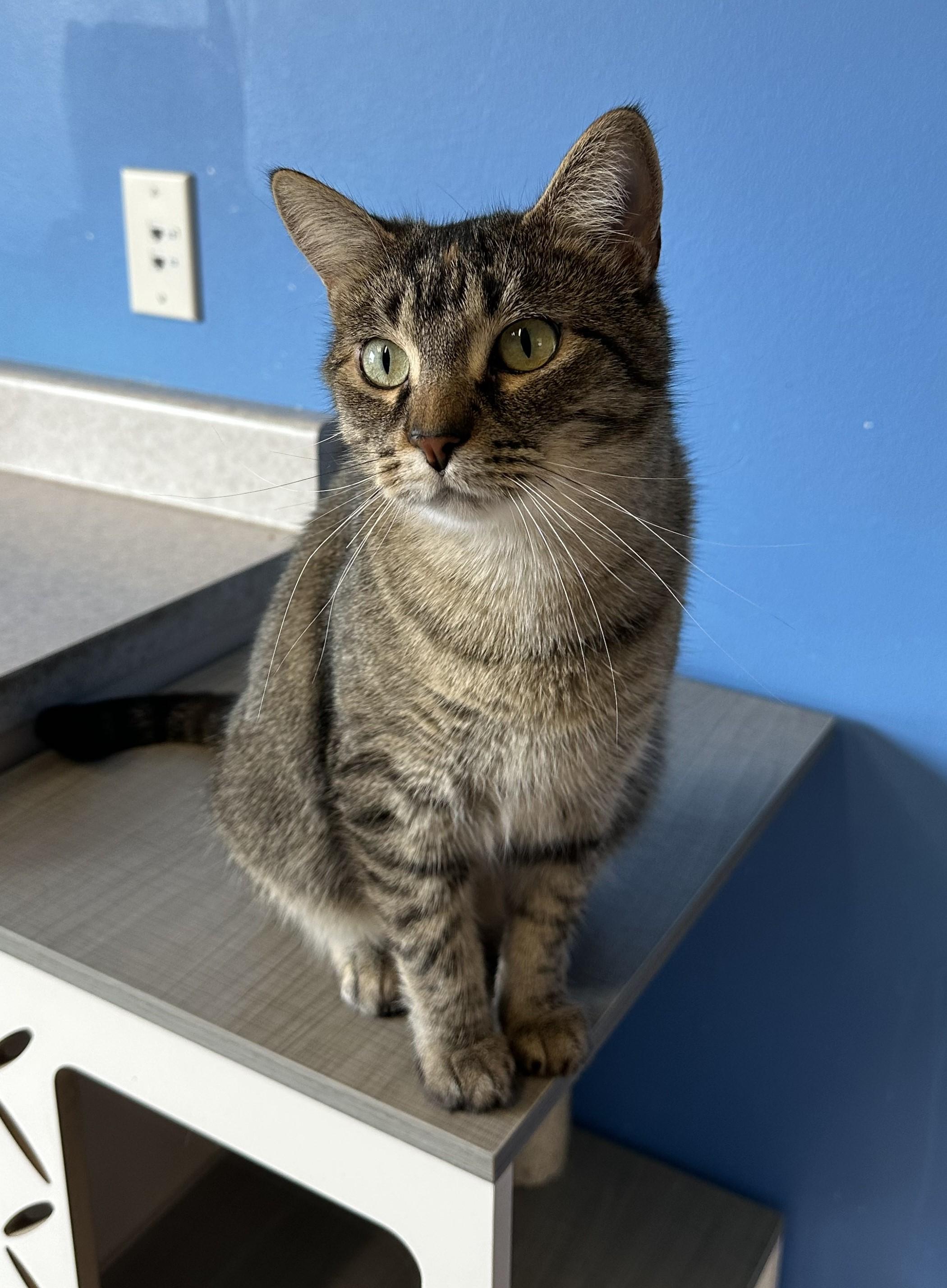 Catrine DeMew, Adult Female Domestic Short Hair
