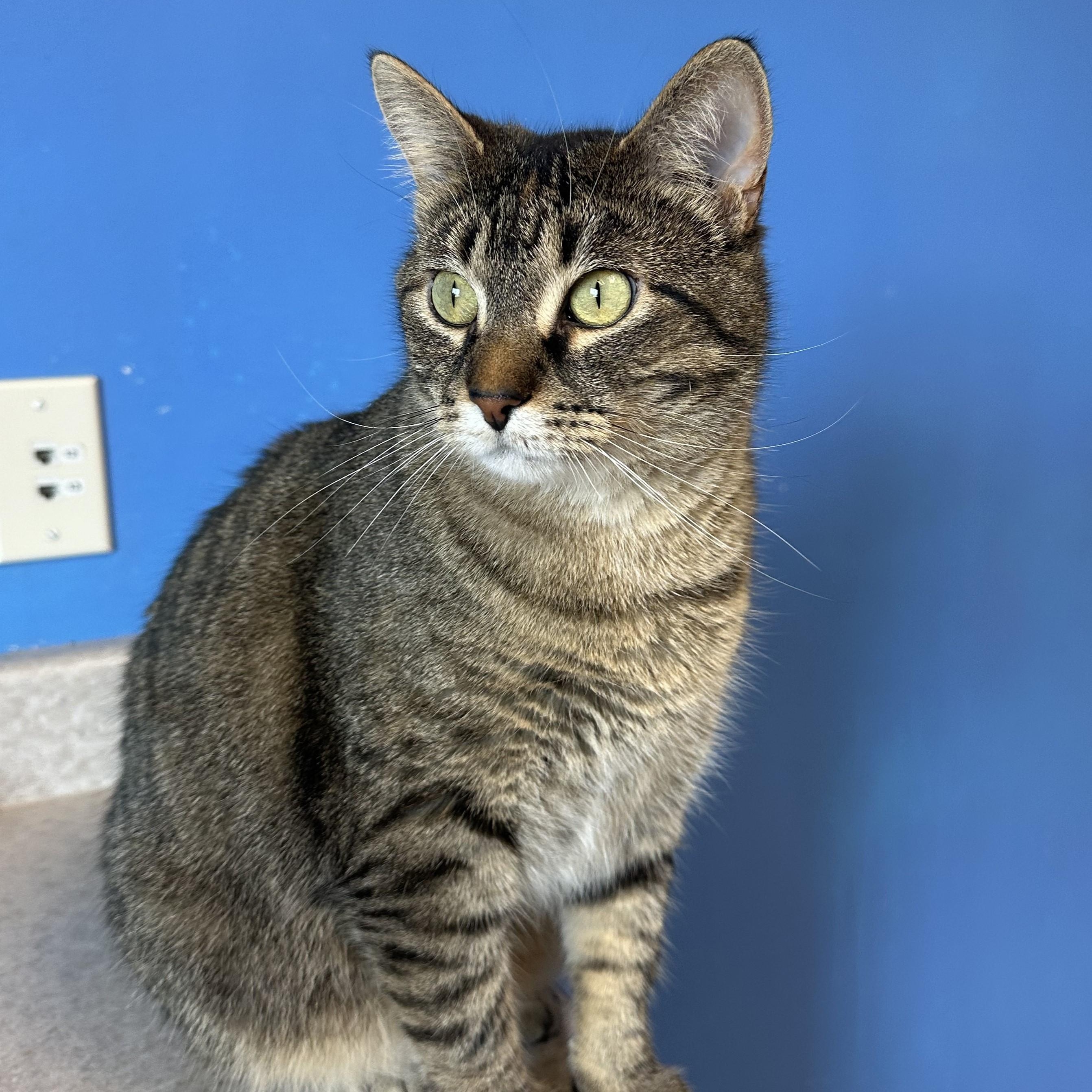 Catrine DeMew, an adoptable Domestic Short Hair in Brookings, SD, 57006 | Photo Image 2