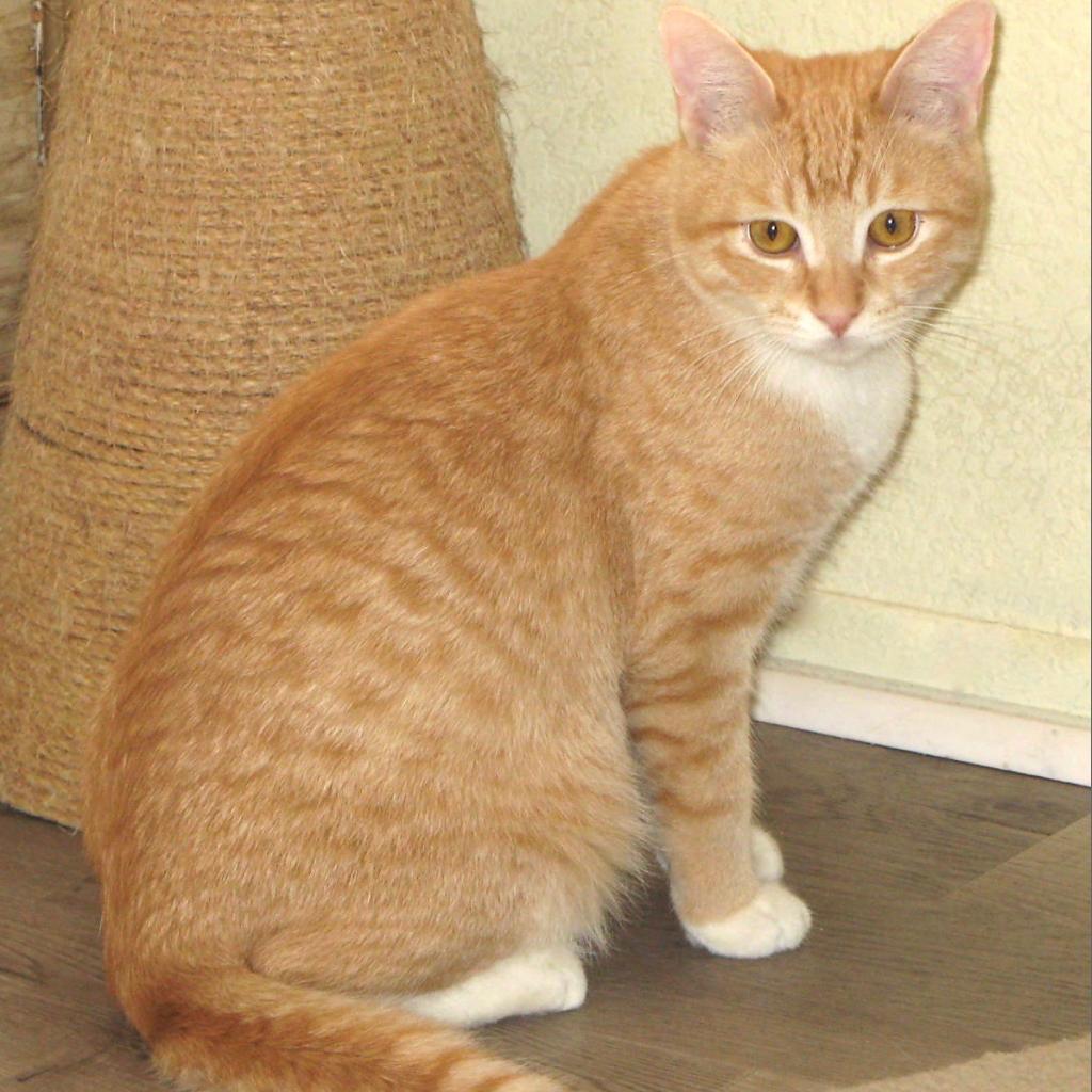 Buckwheat, Adoptable, Adult Male Domestic Short Hair.