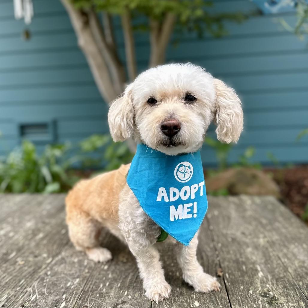Wishbone, Adoptable, Senior Female Poodle.