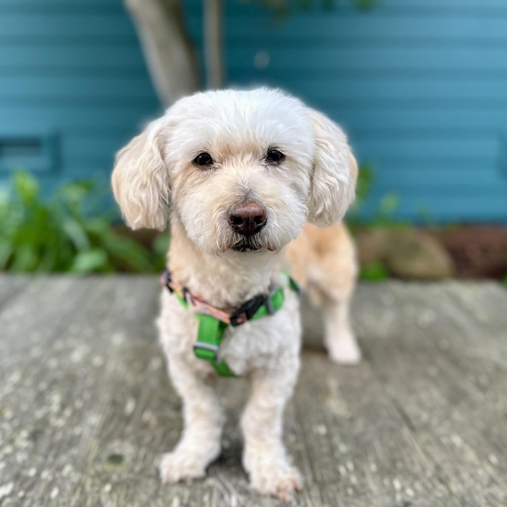 Wishbone, Adoptable, Senior Female Poodle.