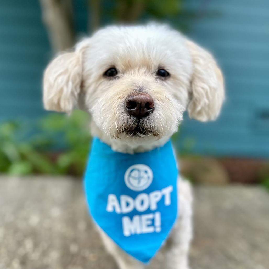 Wishbone, a Adoptable Poodle image 2/5