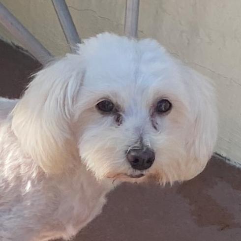 Wishbone, a Adoptable Poodle image 3/5