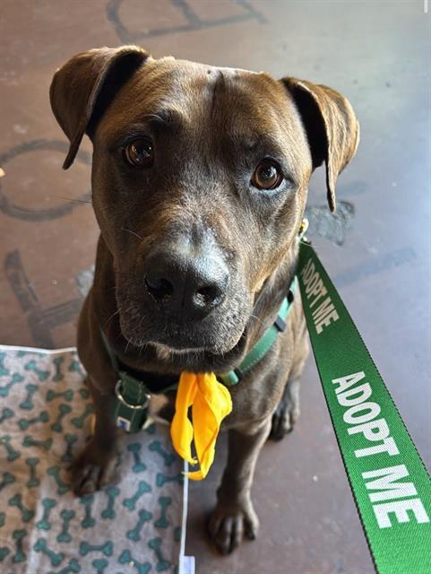 SAMMIE, Adoptable, Adult Male Mixed Breed.