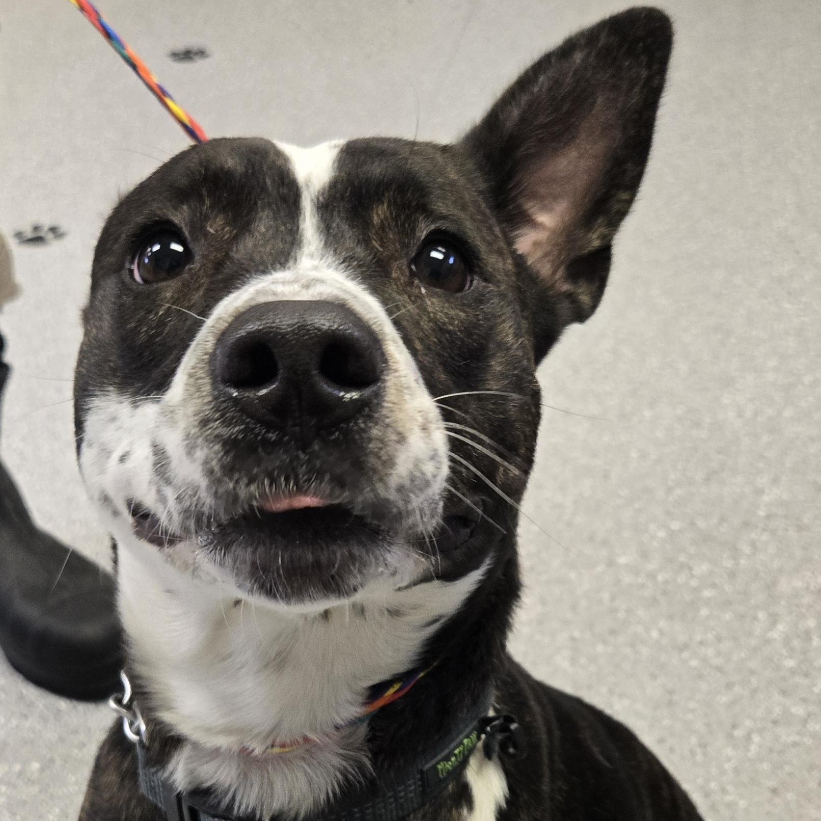 Quinn, a ADOPTABLE mixed breed in Watertown, NY image 1/2