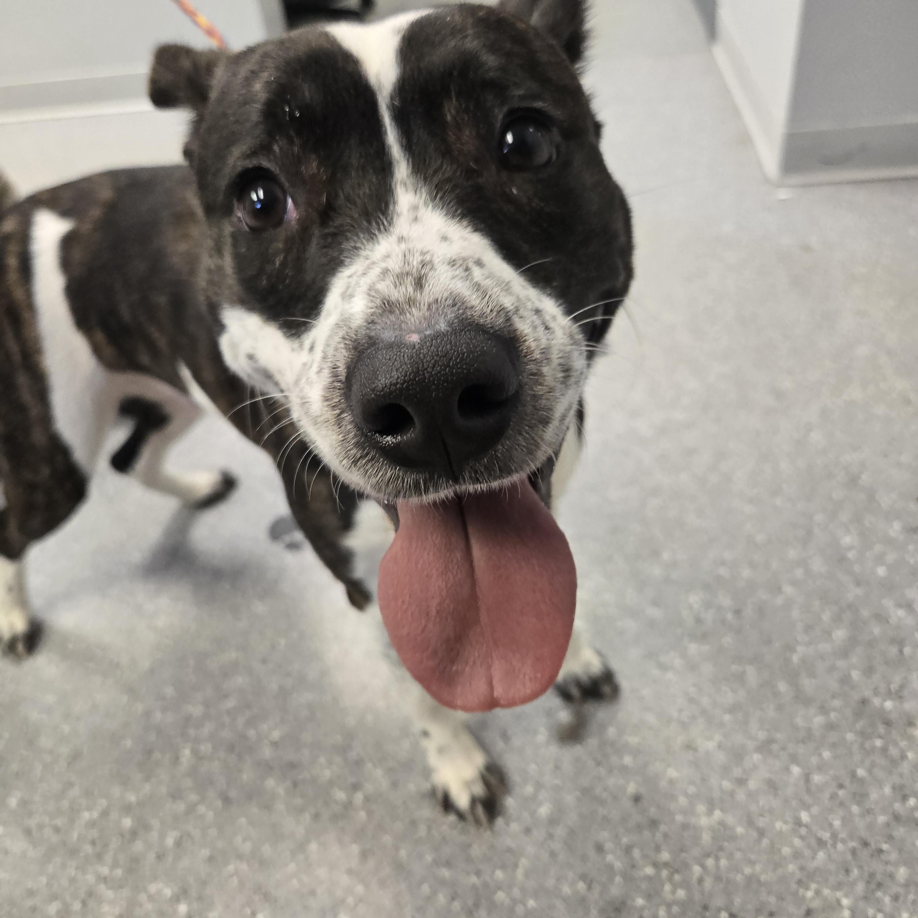 Quinn, a ADOPTABLE mixed breed in Watertown, NY image 2/2