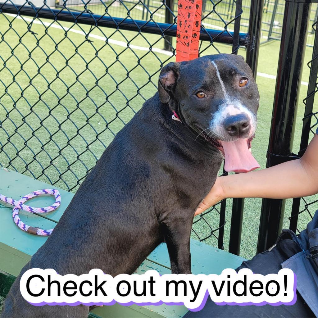 Enlarge Miss Thin Stripe, a Adoptable Mixed Breed in Memphis, TN image 1/4