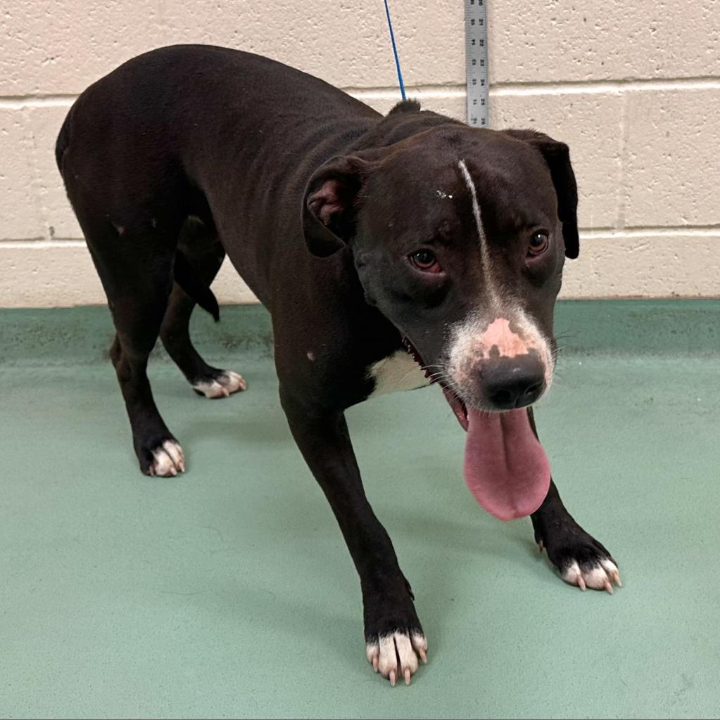 Enlarge Miss Thin Stripe, a Adoptable Mixed Breed in Memphis, TN image 2/4