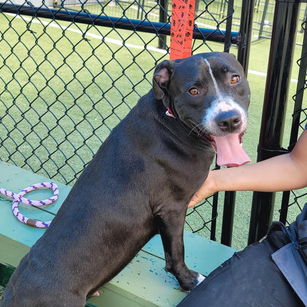 Enlarge Miss Thin Stripe, a Adoptable Mixed Breed in Memphis, TN image 3/4