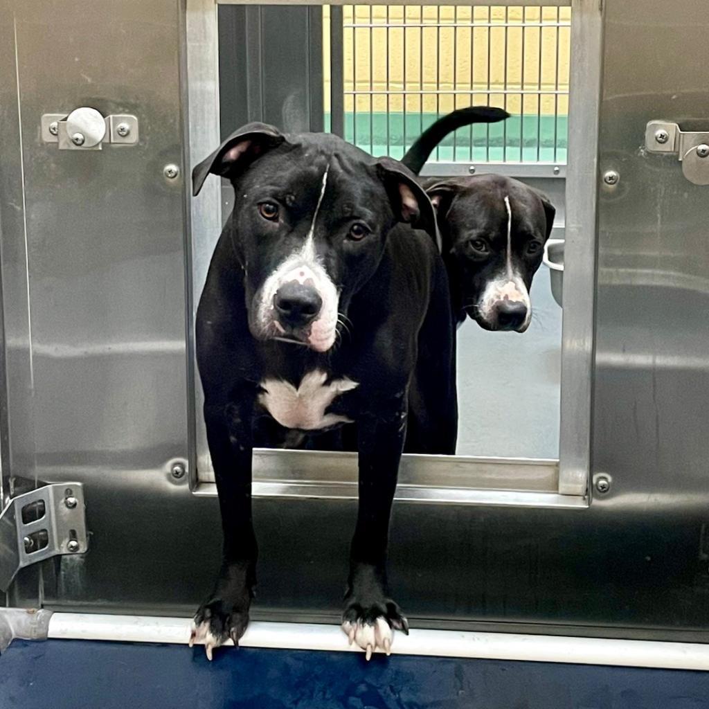 Enlarge Miss Thin Stripe, a Adoptable Mixed Breed in Memphis, TN image 4/4