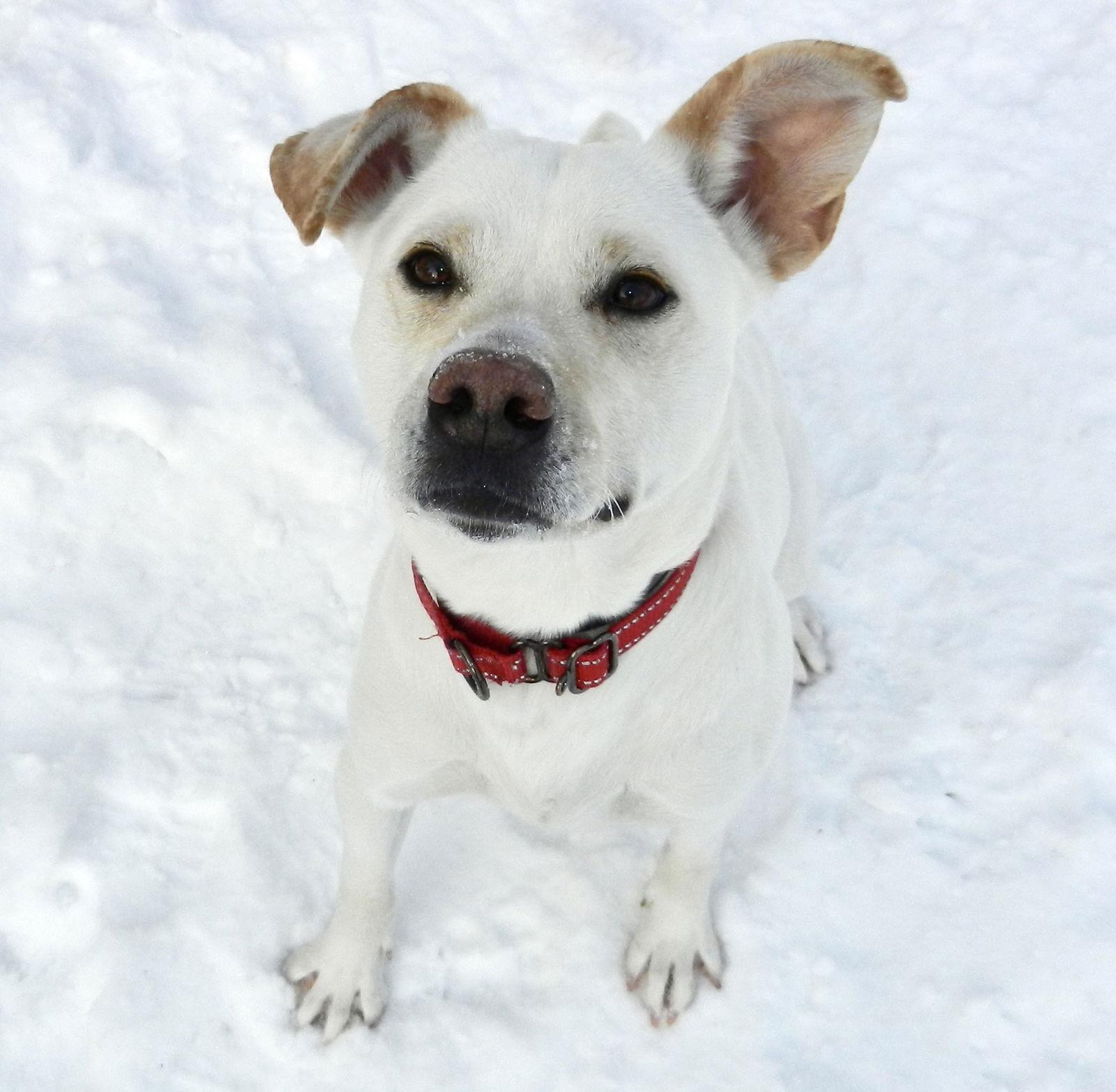 Enlarge Chloe, a Adoptable Labrador Retriever in Arlington, VT image 2/3
