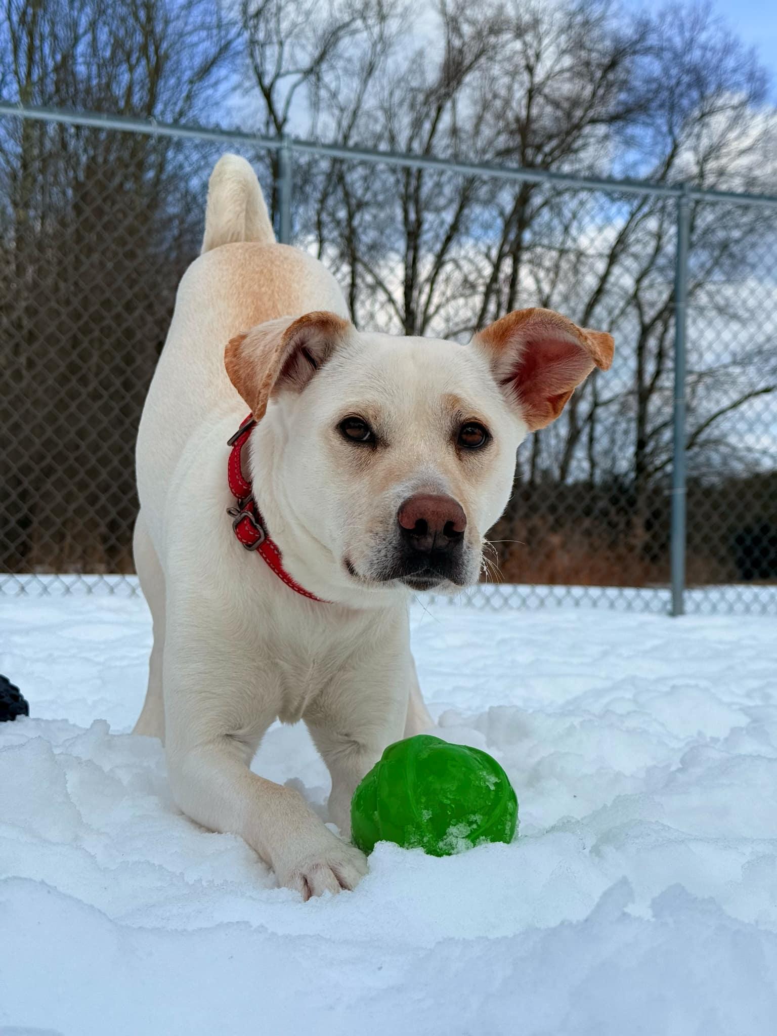 Enlarge Chloe, a Adoptable Labrador Retriever in Arlington, VT image 3/3