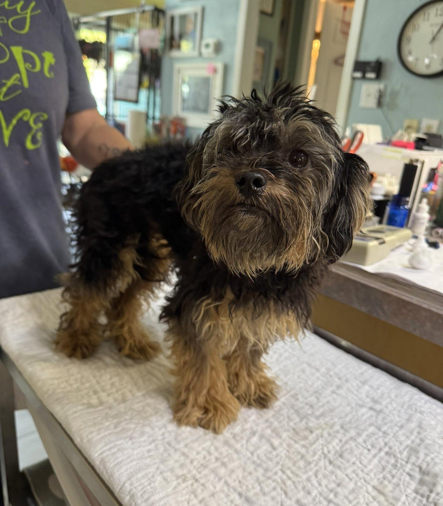 Stinkbug (NOT YET AVAILABLE), Adoptable, Adult Female Yorkshire Terrier.