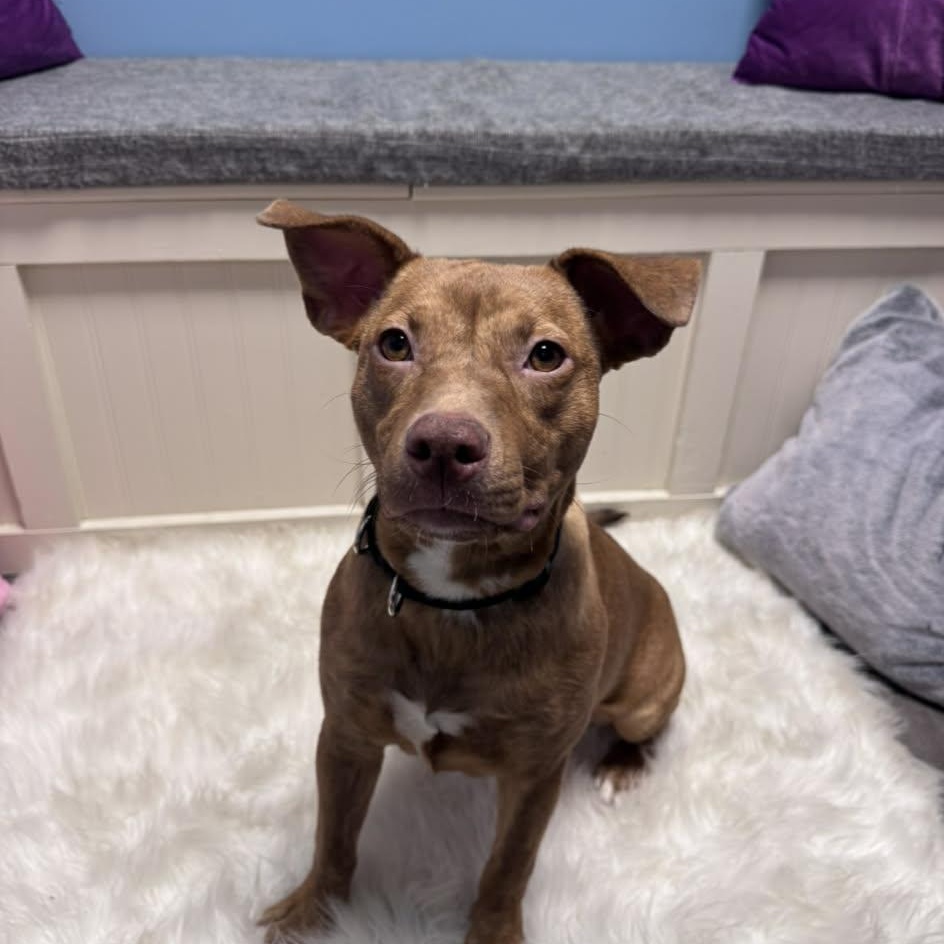 Stella, an adoptable mixed breed in Cumberland, RI image 4/6