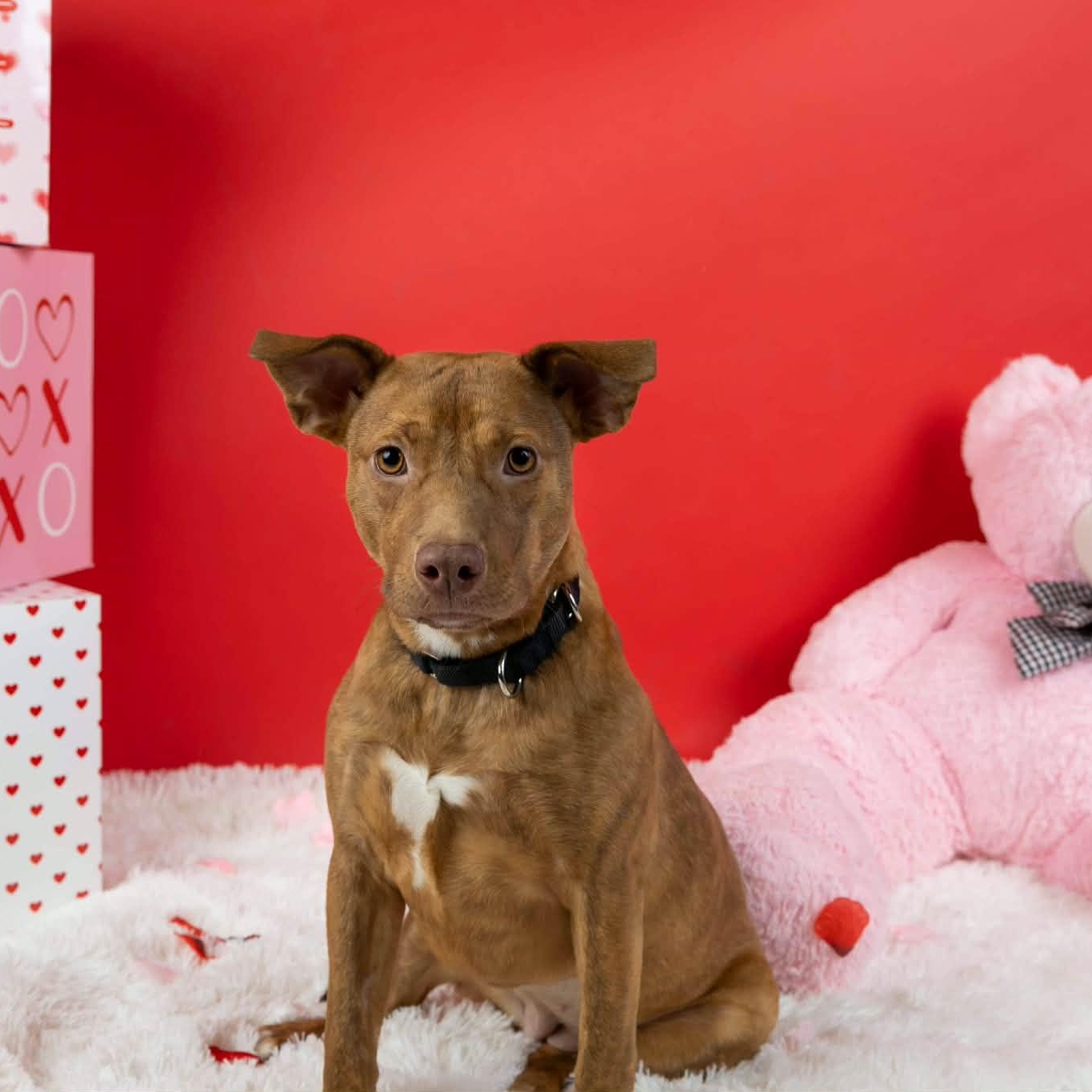 Stella, an adoptable mixed breed in Cumberland, RI image 2/6