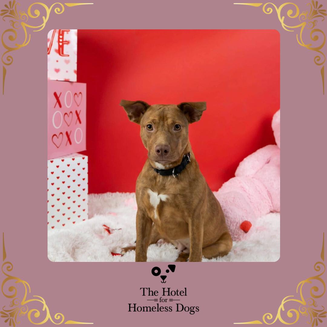 Stella, an adoptable mixed breed in Cumberland, RI image 1/6