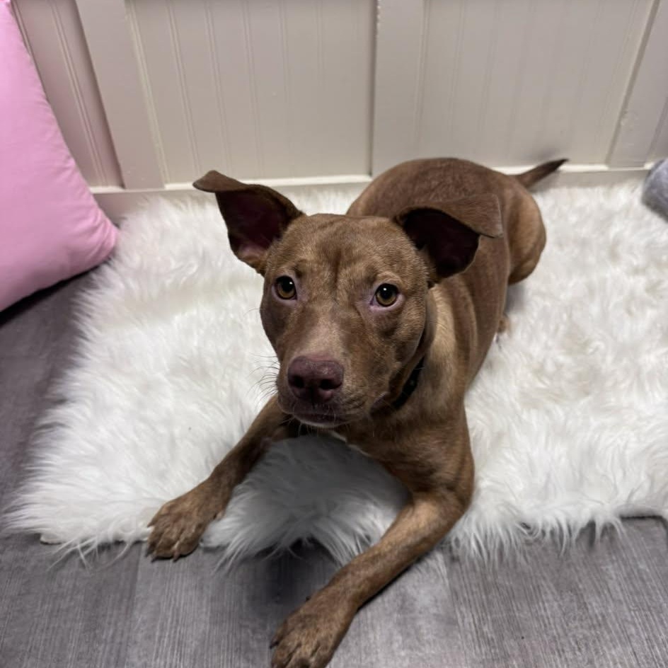 Stella, an adoptable mixed breed in Cumberland, RI image 5/6