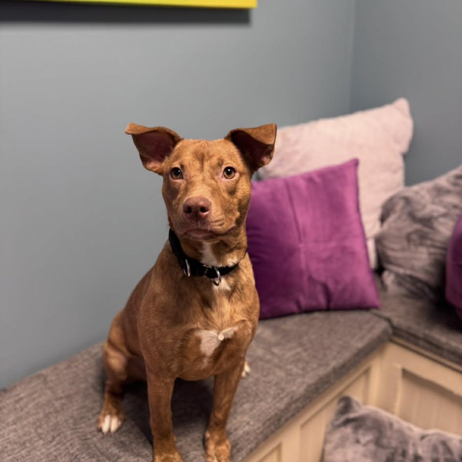 Stella, an adoptable mixed breed in Cumberland, RI image 6/6