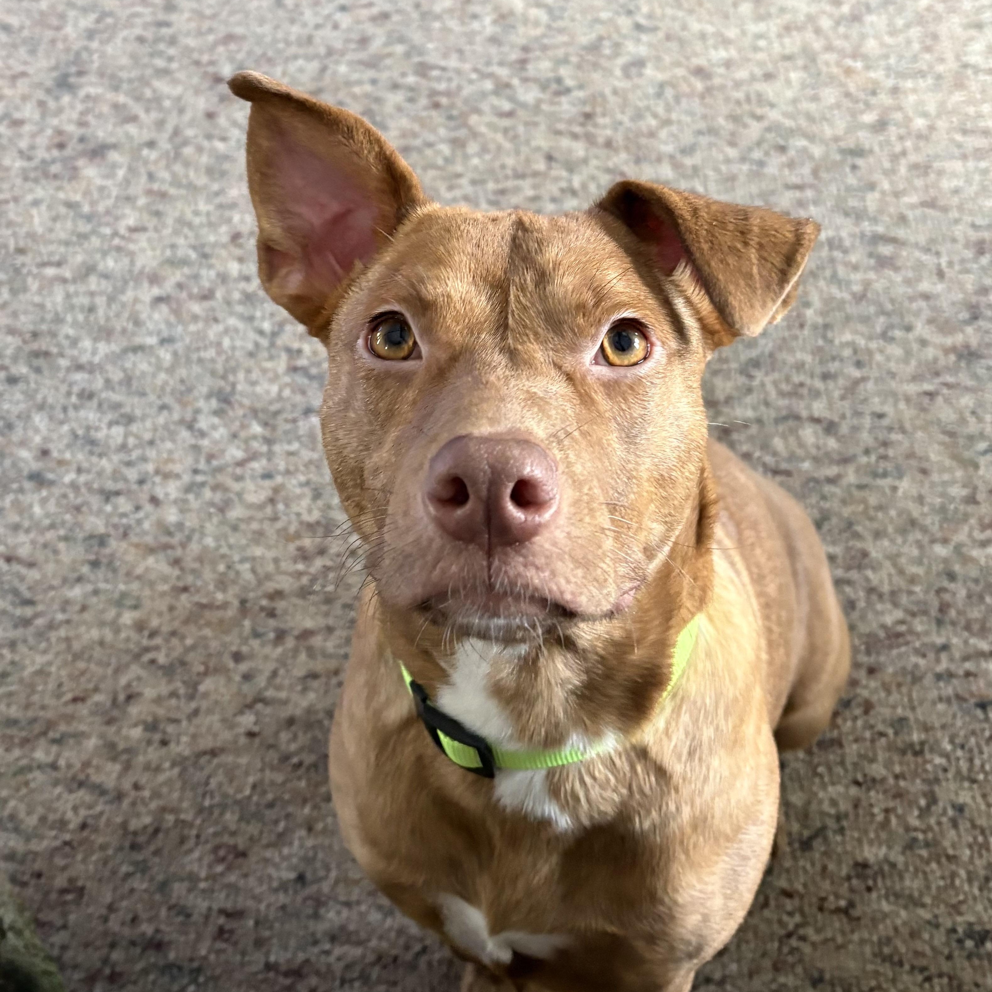 Stella, an adoptable mixed breed in Cumberland, RI image 3/6
