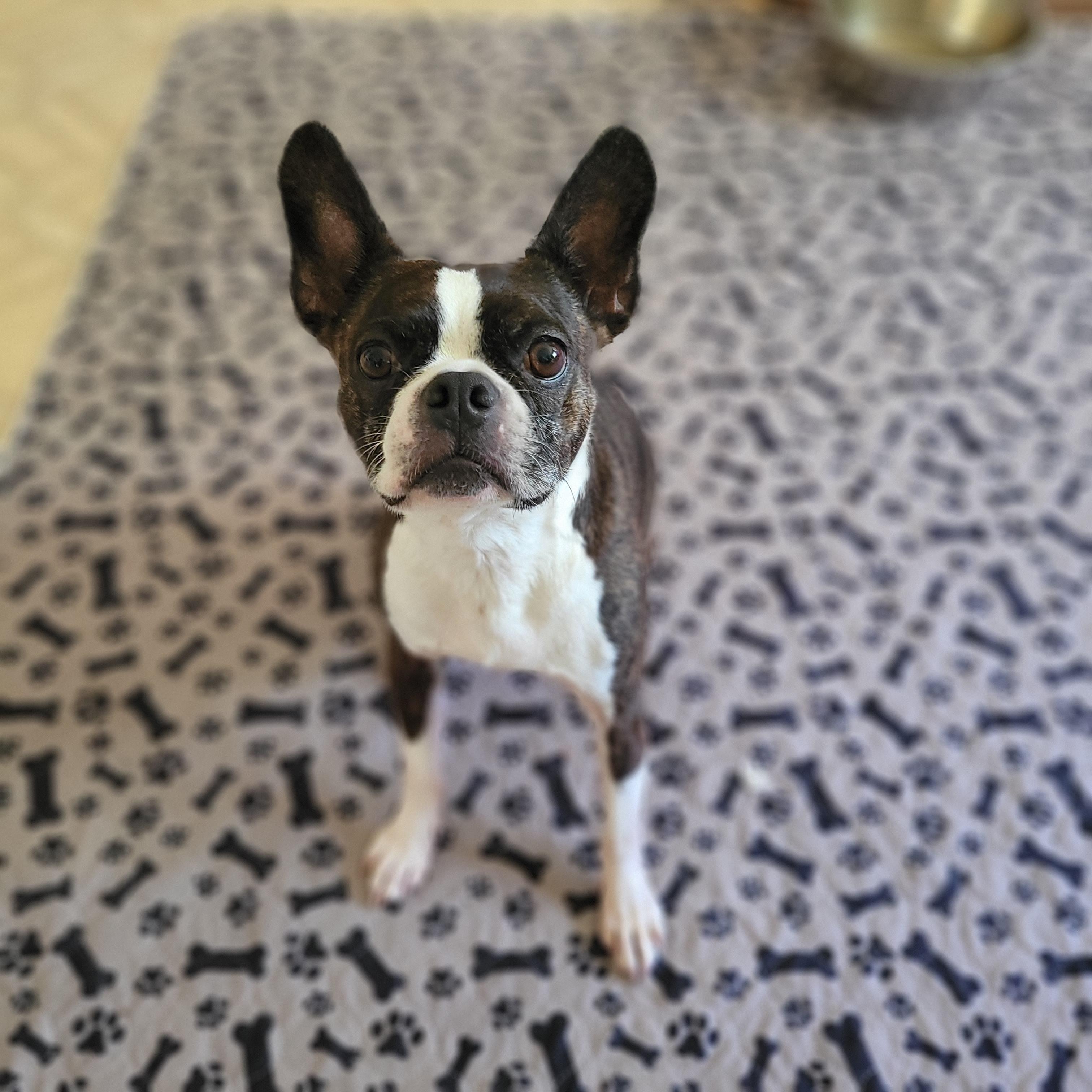 Gigio, a Adoptable Boston Terrier in Vancouver, BC image 1/3