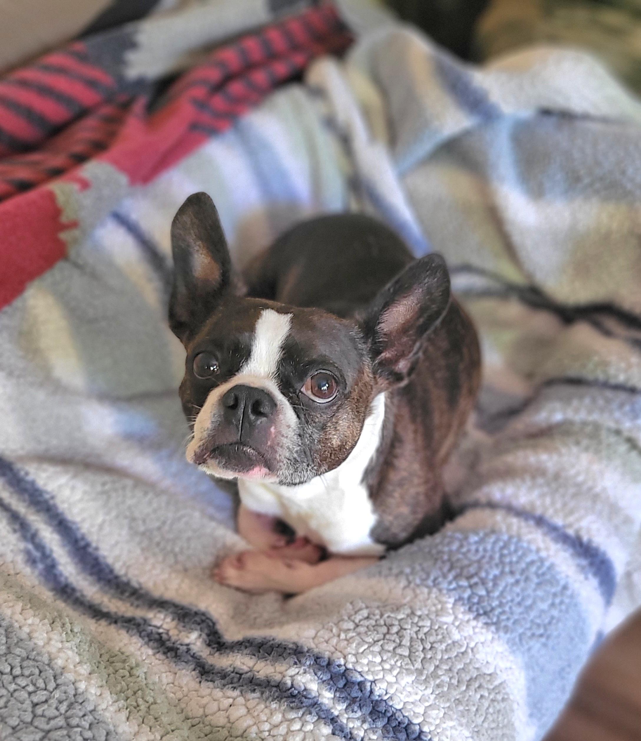 Gigio, a Adoptable Boston Terrier in Vancouver, BC image 2/3