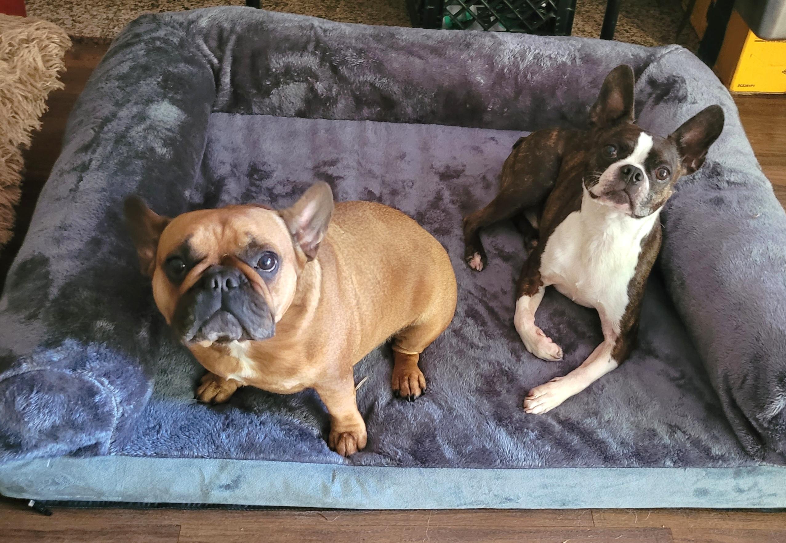 Gigio, a Adoptable Boston Terrier in Vancouver, BC image 3/3