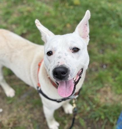 Enlarge Bucket, a Adoptable mixed breed in Burlington, WA image 1/3