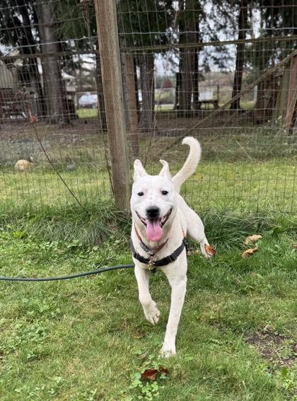 Enlarge Bucket, a Adoptable mixed breed in Burlington, WA image 2/3