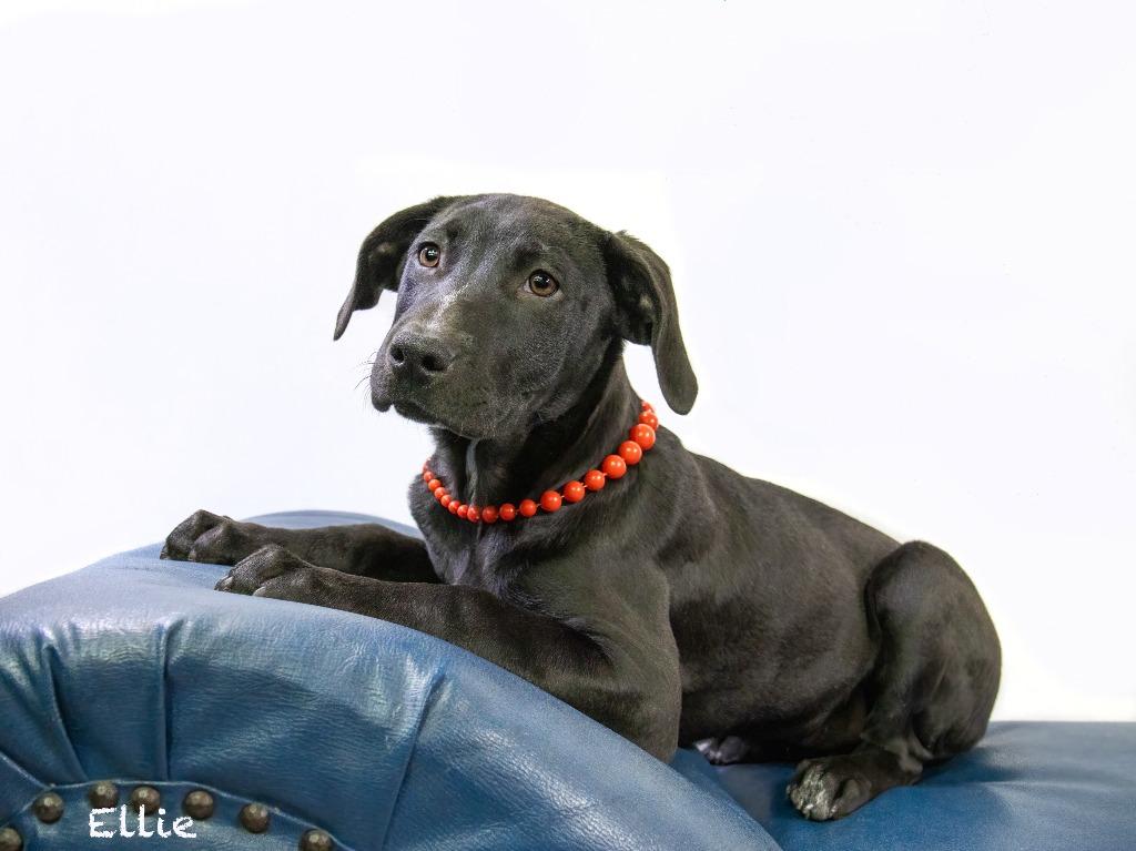 Ellie, Adoptable, Puppy Female Labrador Retriever.