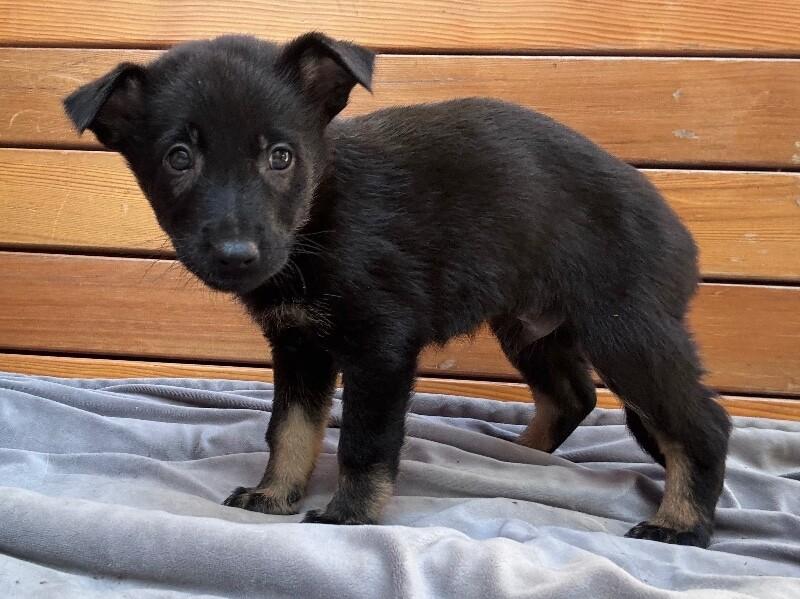 Apollo, Adoptable, Young Male German Shepherd Dog.