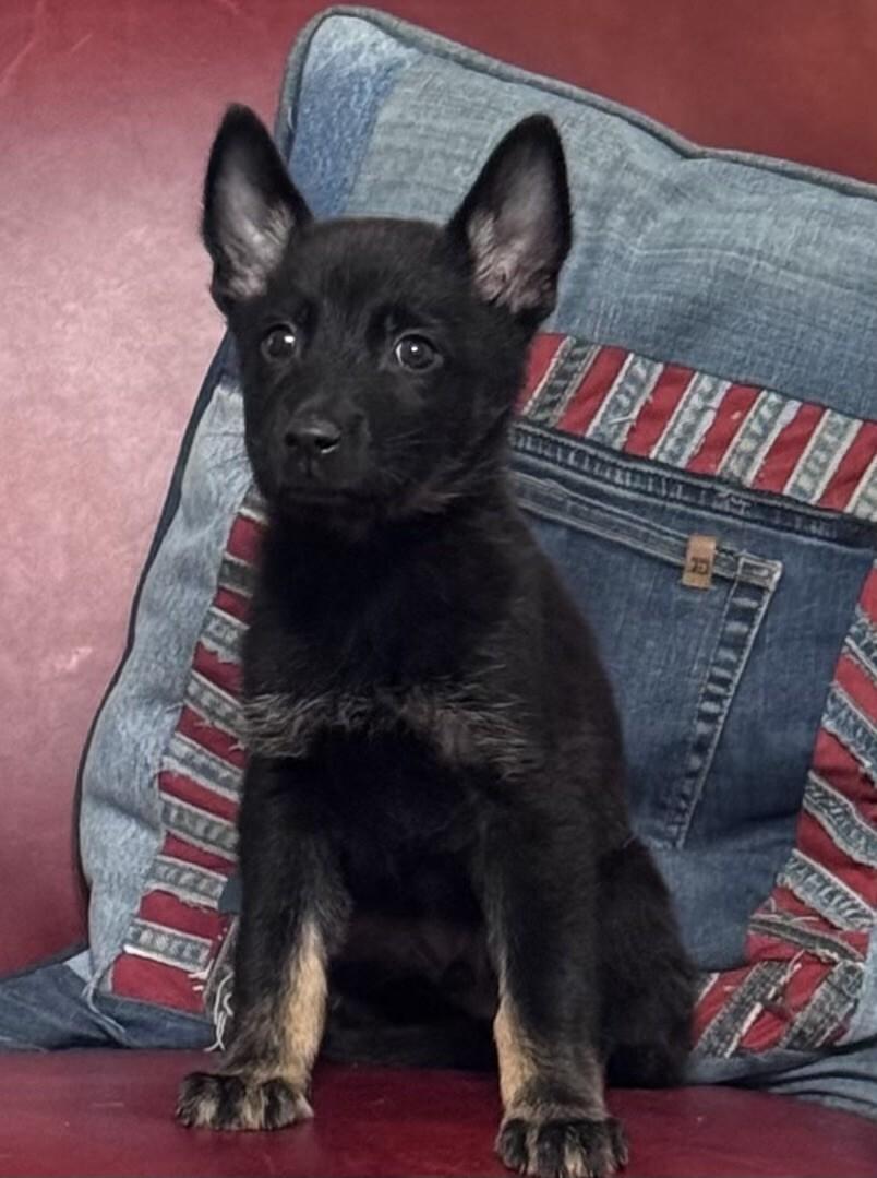Apollo, a Adoptable mixed breed in Seattle, WA image 2/2