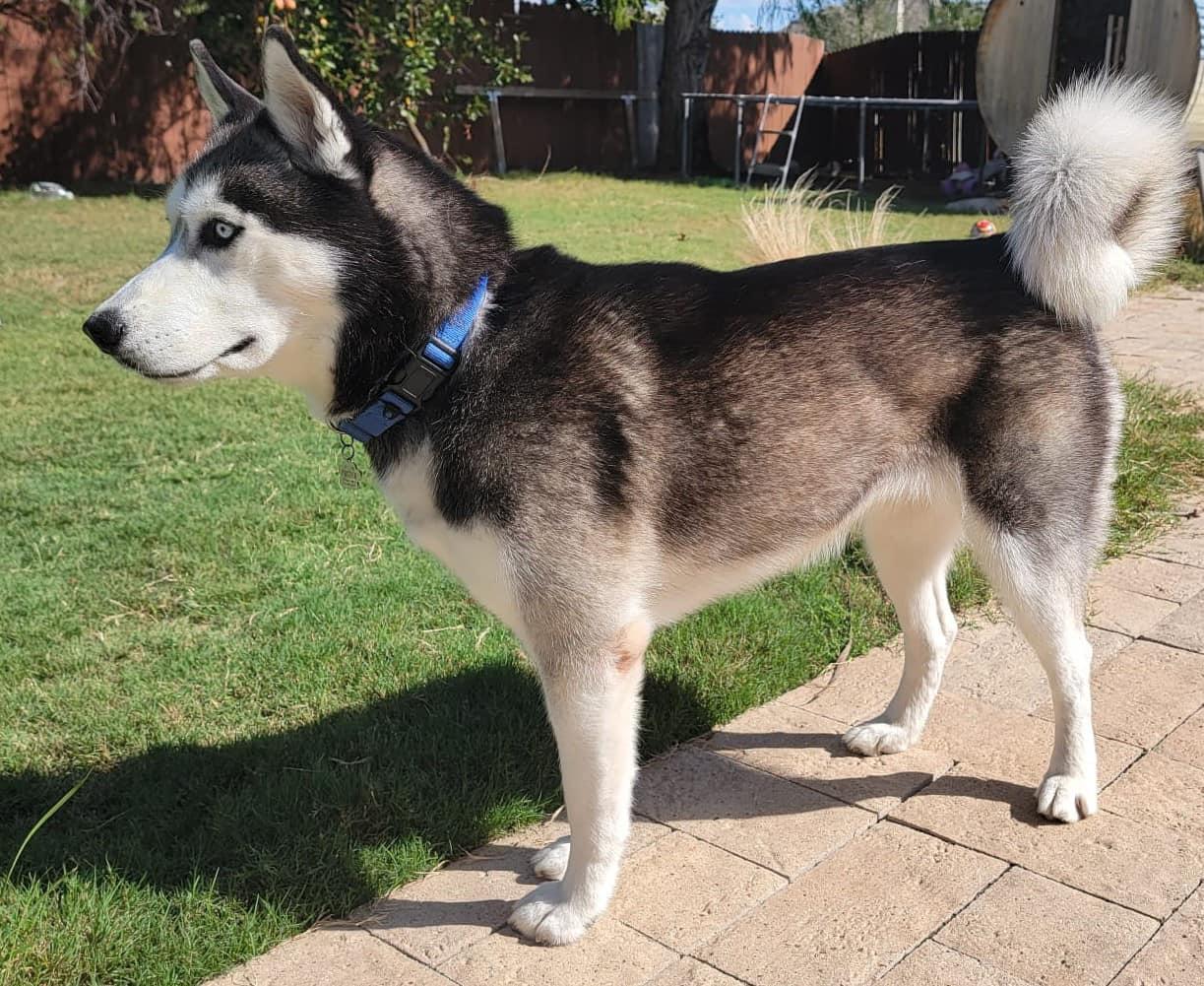 Dog for adoption Gigi, a Siberian Husky in Downers Grove, IL Petfinder