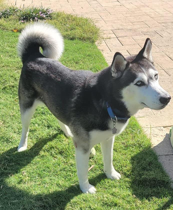 Dog for adoption Gigi, a Siberian Husky in Downers Grove, IL Petfinder