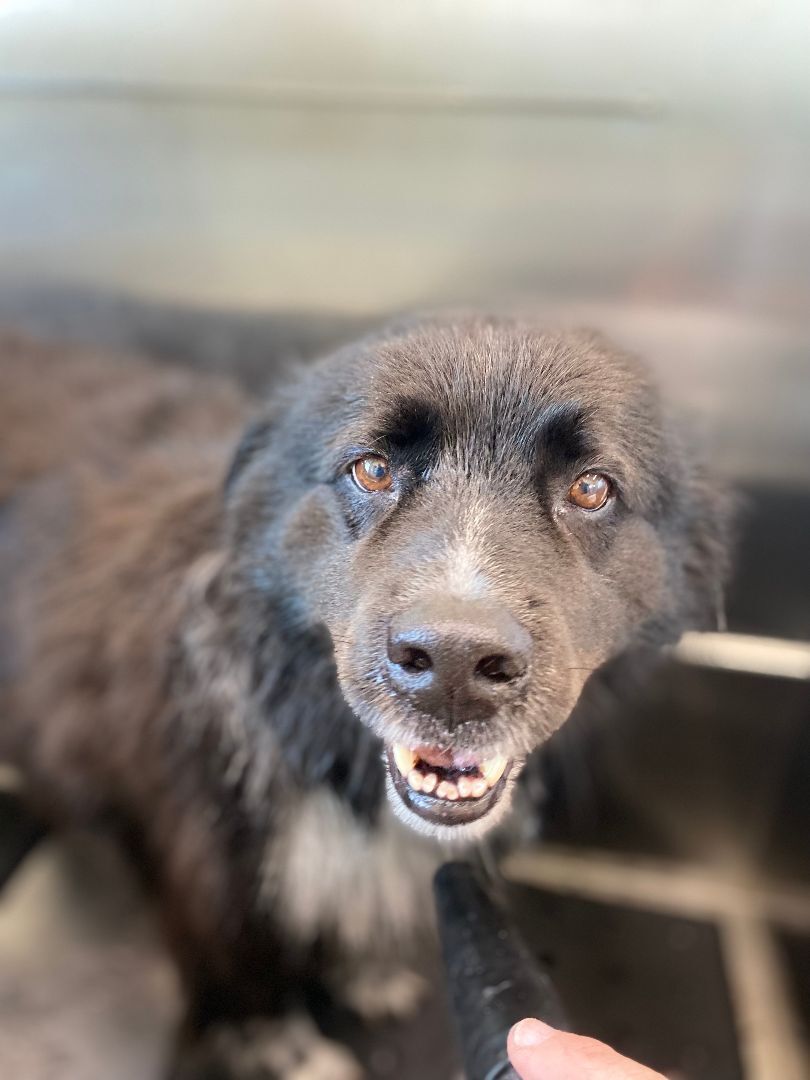 Enlarge Bentley, a Adopted mixed breed in Charlotte, NC image 1/7