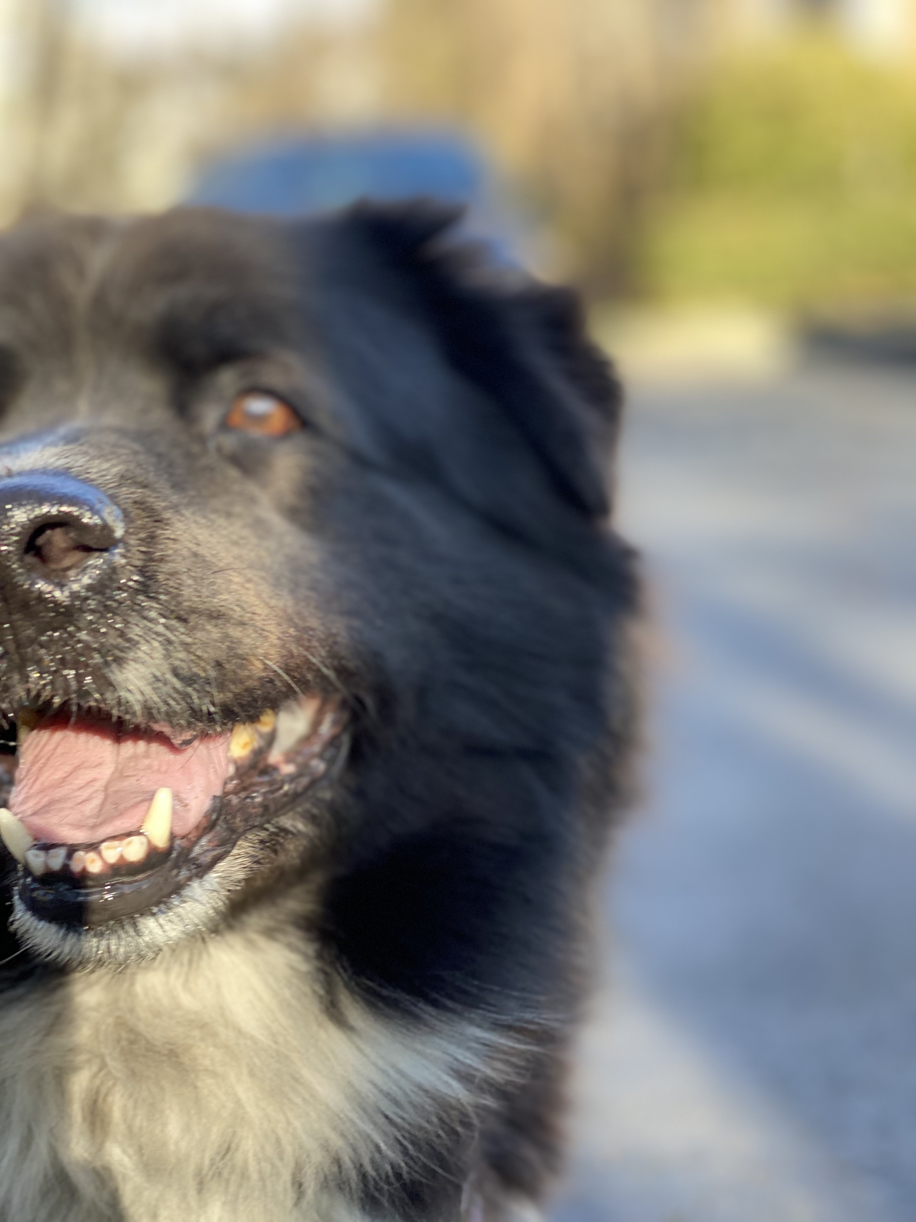 Enlarge Bentley, a Adopted mixed breed in Charlotte, NC image 2/7