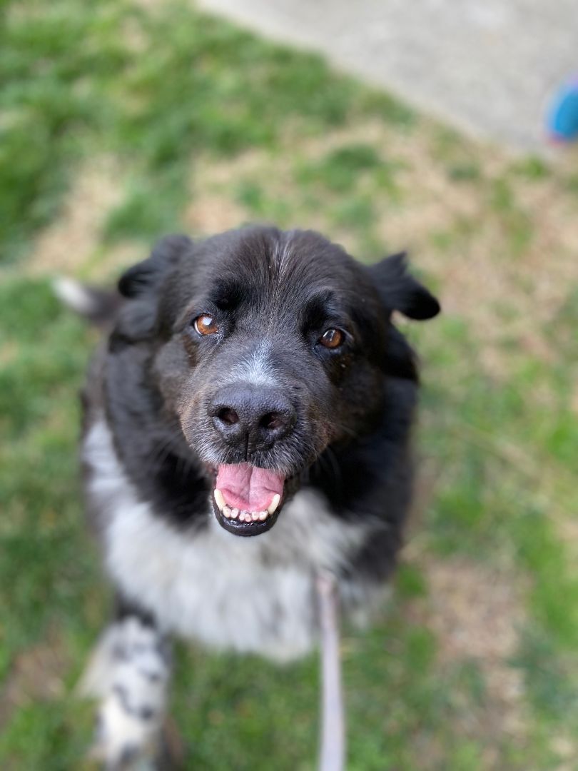 Enlarge Bentley, a Adopted mixed breed in Charlotte, NC image 3/7