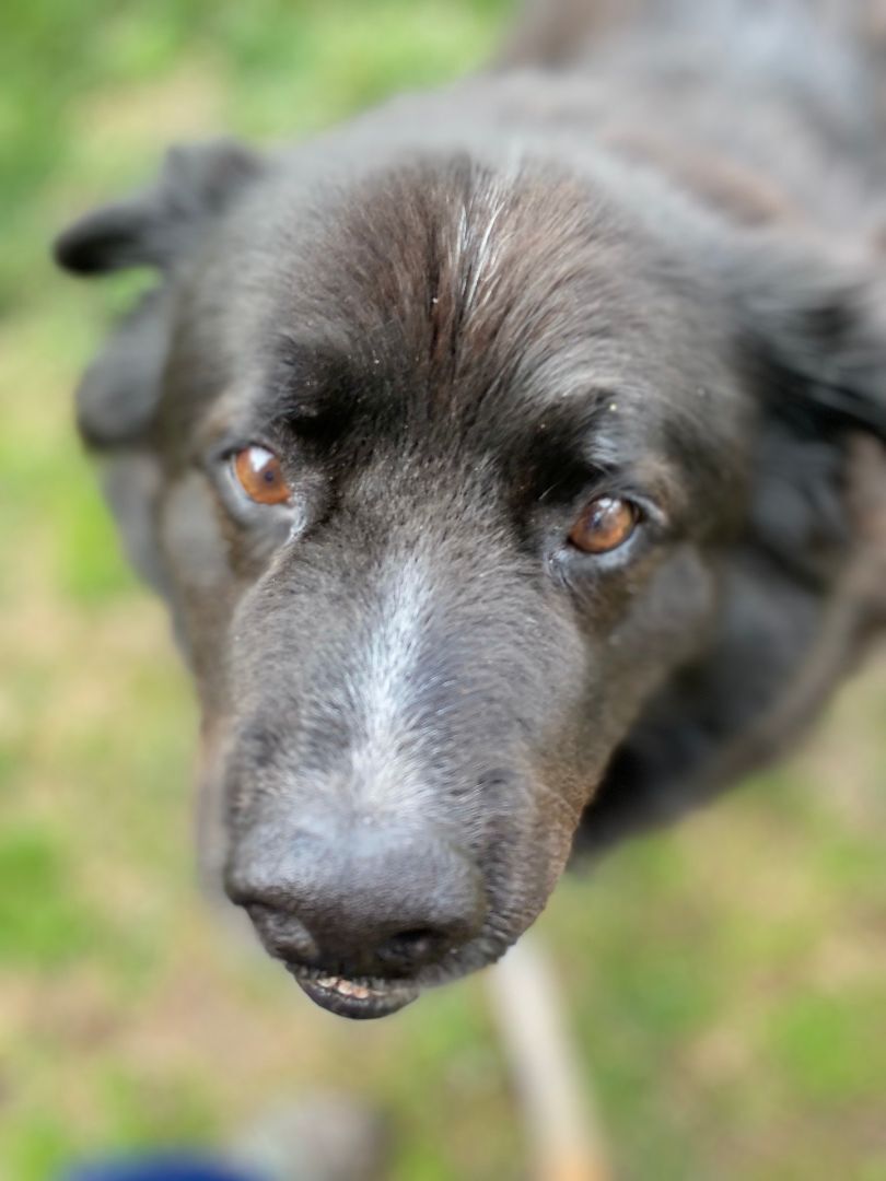 Enlarge Bentley, a Adopted mixed breed in Charlotte, NC image 4/7