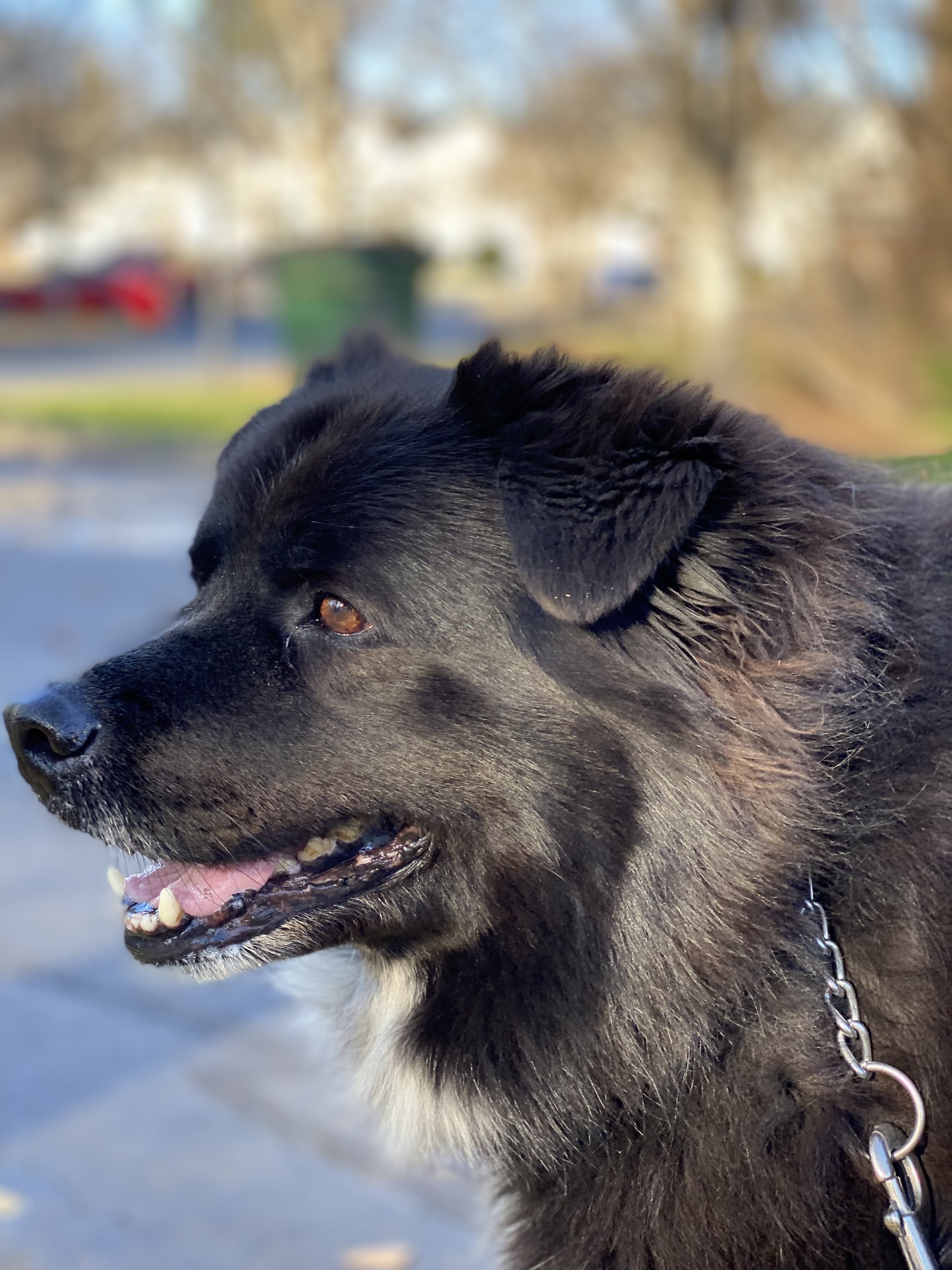 Enlarge Bentley, a Adopted mixed breed in Charlotte, NC image 5/7