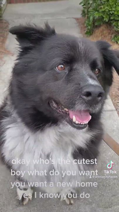 Enlarge Bentley, a Adopted mixed breed in Charlotte, NC video 7/7