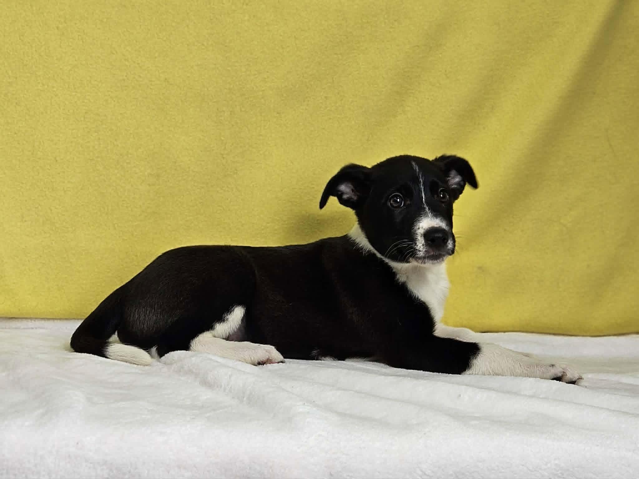 Mary, Adoptable, Puppy Female Jack Russell Terrier & Rat Terrier.