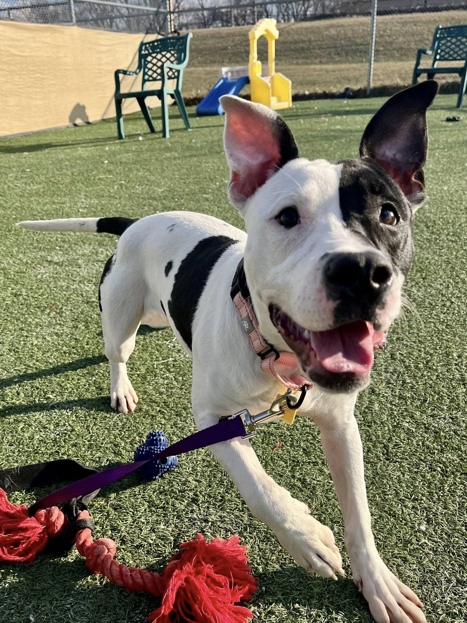 Maude, adopted, Puppy Female Pit Bull Terrier.