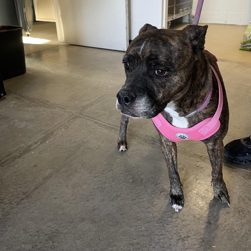 Enlarge Athena, a Adoptable mixed breed in Rexburg, ID image 1/3