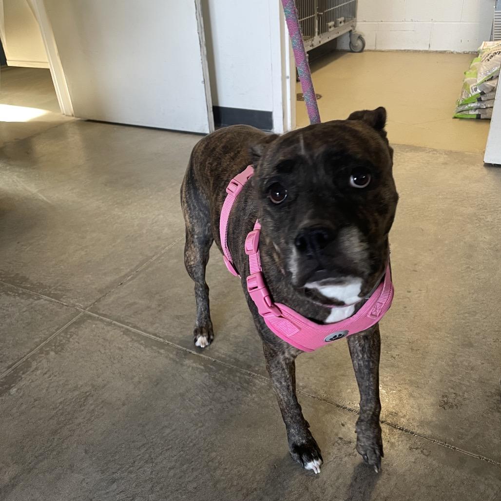 Enlarge Athena, a Adoptable mixed breed in Rexburg, ID image 2/3