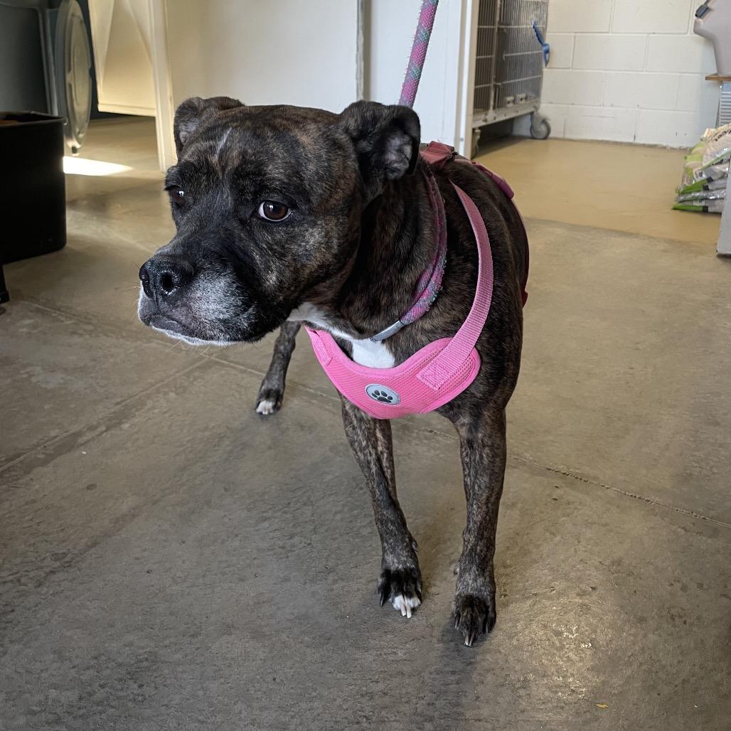 Enlarge Athena, a Adoptable mixed breed in Rexburg, ID image 3/3