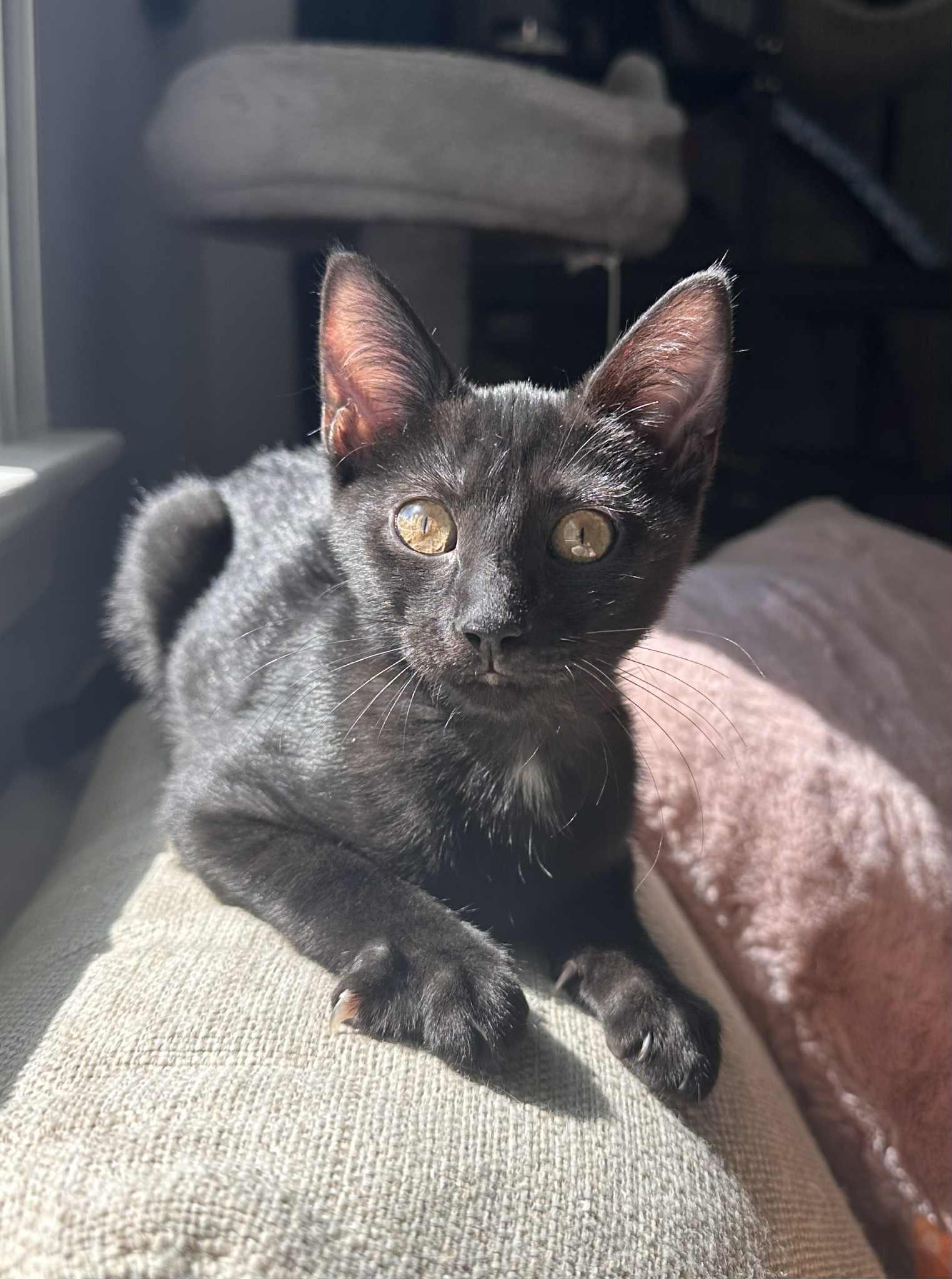 Gretchen =^.^=